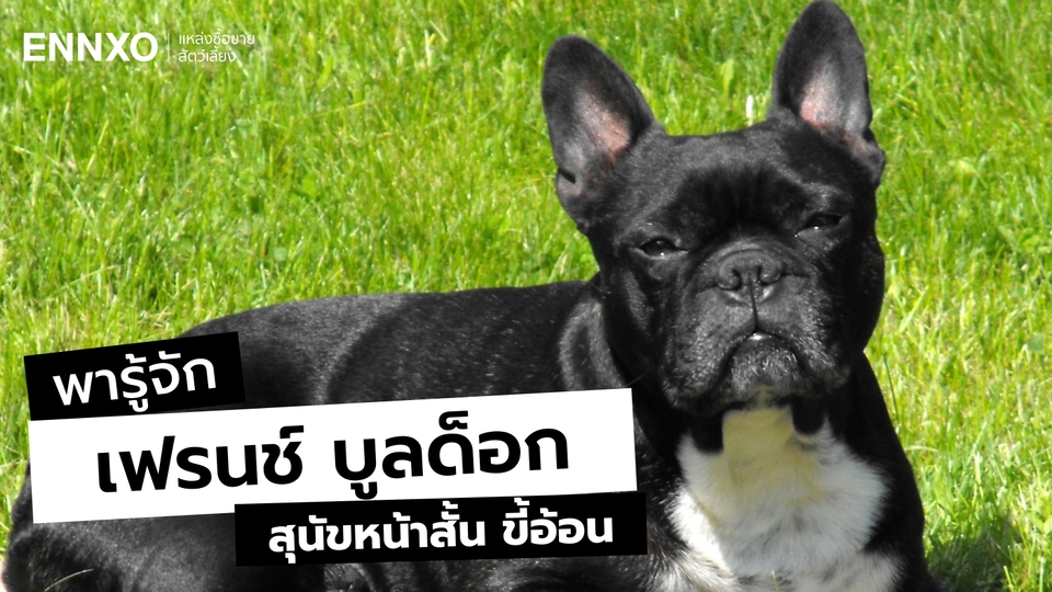 เฟรนช์ บูลด็อก (French Bulldog) สุนัขหน้าสั้น นิสัยขี้อ้อน เลี้ยงง่าย