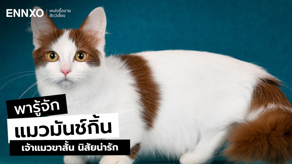 ลักษณะและนิสัยของมันช์กิ้น (Munchkin) พันธุ์แมวขาสั้นสุดน่ารัก