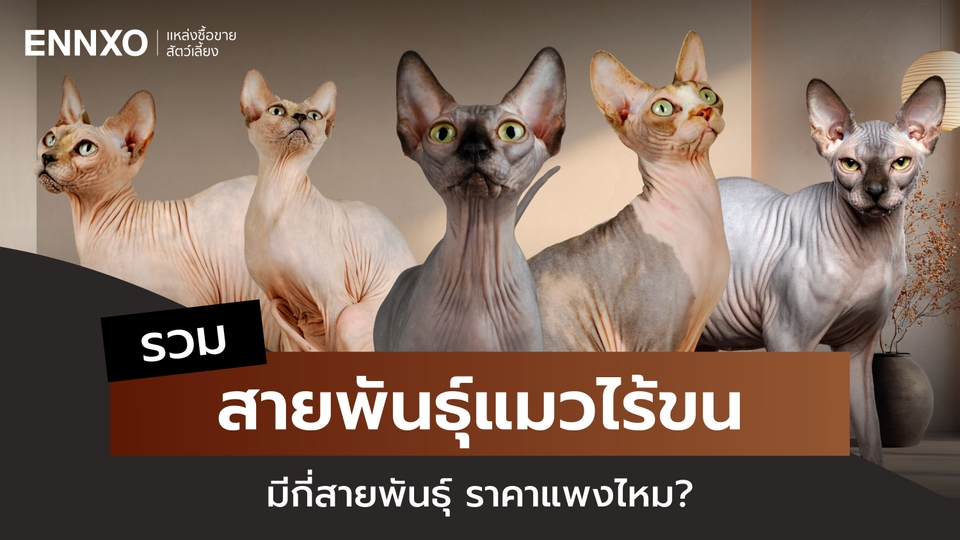 แมวไร้ขน แมวไม่มีขน มีกี่สายพันธุ์ ราคาแพงไหม