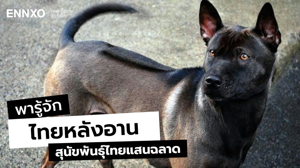 ลักษณะ นิสัย ไทยหลังอาน สุนัขประจำชาติไทย เตรียมตัวก่อนเลี้ยง