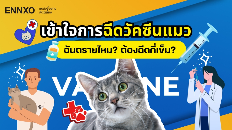 วัคซีนแมว มีอะไรบ้าง? เข้าใจการฉีดวัคซีนแมว พร้อมตารางวัคซีนแมว