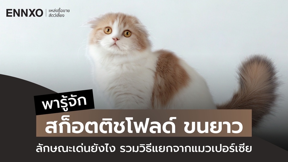 สก็อตติชโฟลด์ ขนยาว ลักษณะยังไง วิธีแยกจากแมวเปอร์เซีย