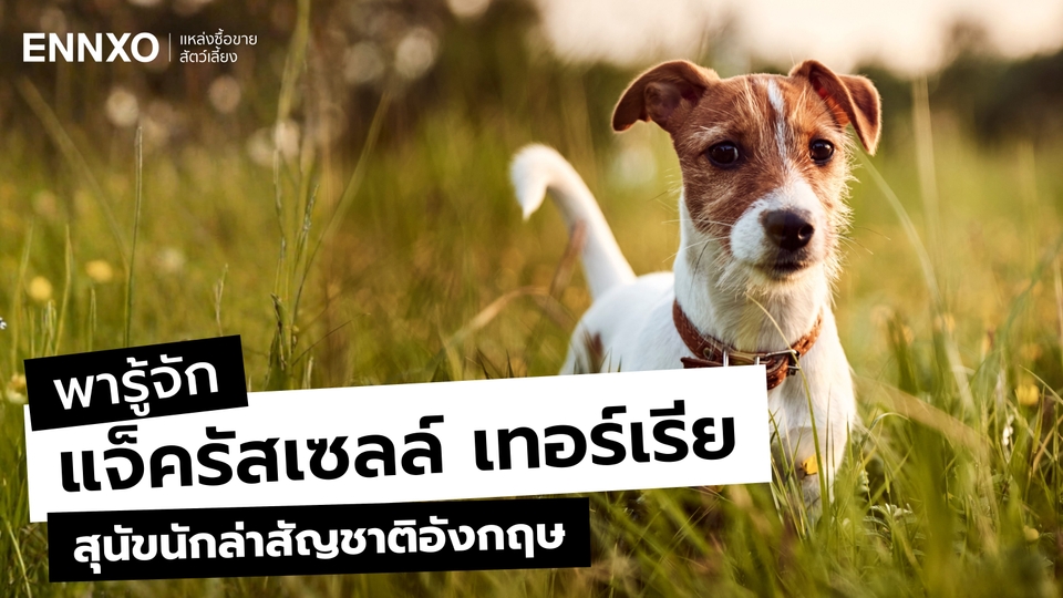 สุนัขแจ็ครัสเซลล์ (Jack Russell) นิสัย และลักษณะแท้ดูยังไง?