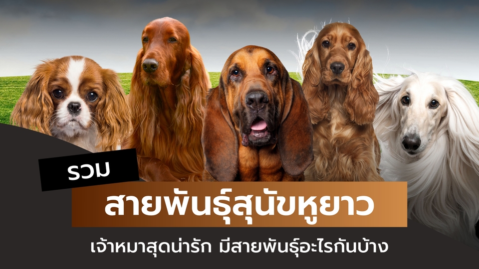 รวมสายพันธุ์สุนัขหูยาว ทั้งหมดมีอะไรบ้าง?