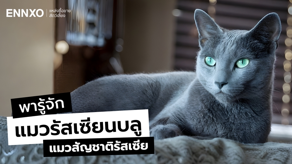 10 เรื่องน่ารู้รัสเซียนบลู (Russian Blue) แมวสัญชาติรัสเซีย