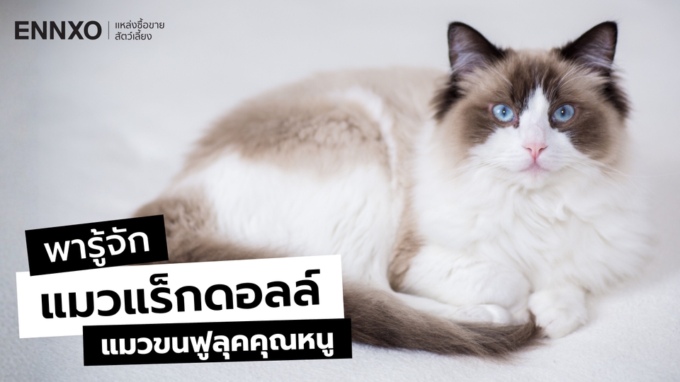 แมวแร็กดอลล์ เลี้ยงยากไหม นิสัยอย่างไร Ragdoll มีกี่แบบ สีอะไรบ้าง?