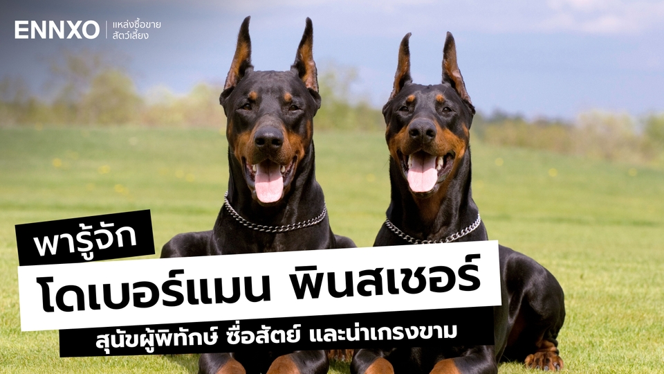 โดเบอร์แมน (Doberman) สุนัขผู้พิทักษ์ นิสัย ลักษณะ และวิธีเลี้ยง