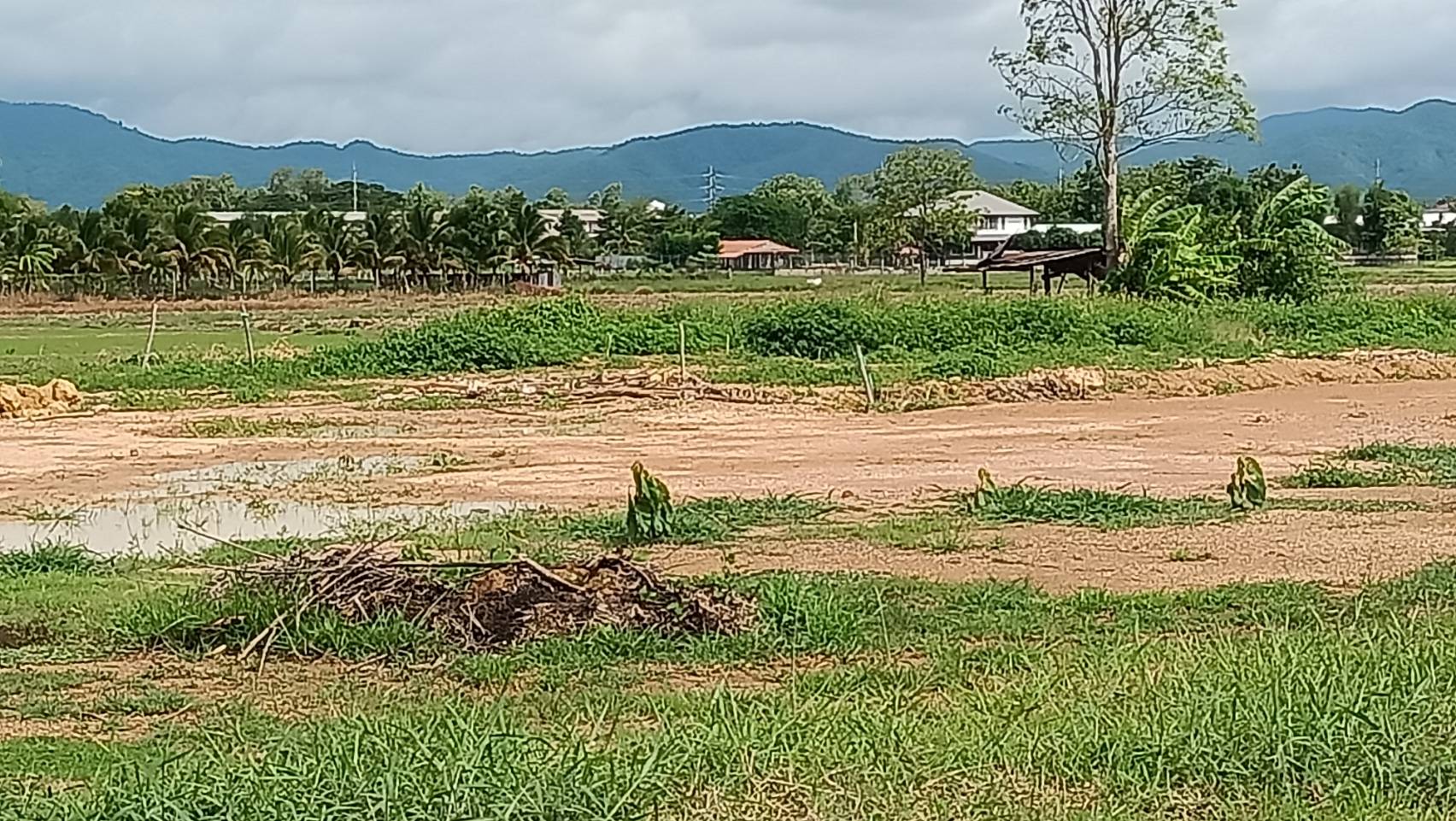 ขายที่ดินว่างเปล่า(ที่นาเกษตรกรรม) เนื้อที่ 12 ไร่   ตำบลดอนมูล อำเภอสูงเม่น จังหวัดแพร่ ติดถนน 3 ด้าน 11