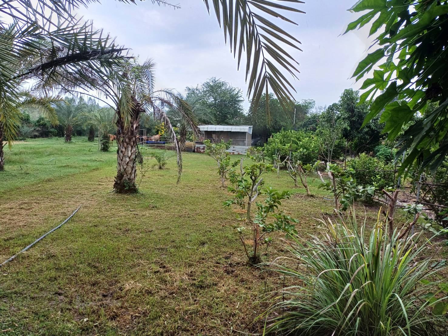 ขายที่ดิน อ.บ้านโป่ง  จ. ราชบุรี 6 ไร่ พร้อมบ้าน 3 หลัง 18