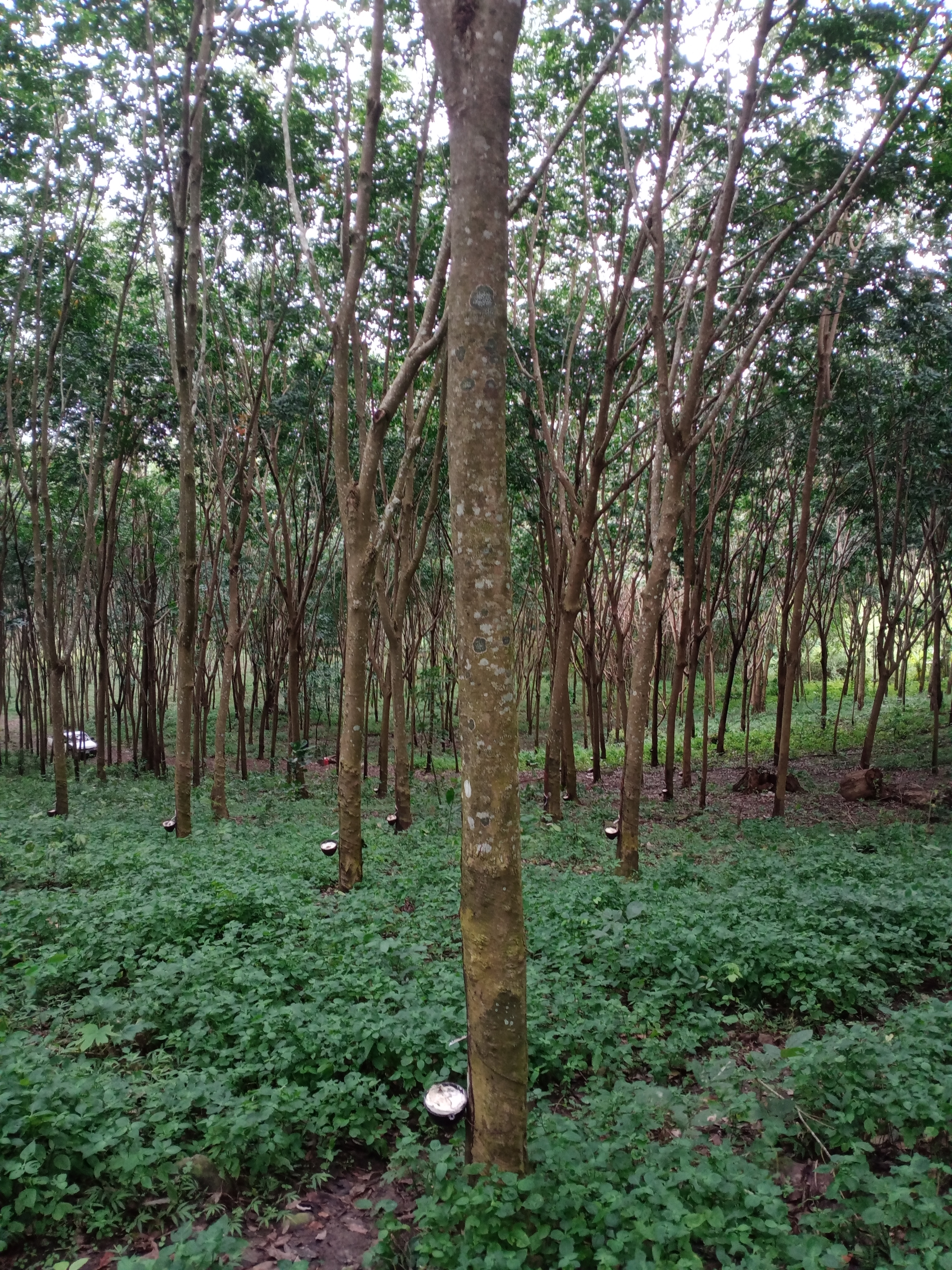 ที่ดิน อ.โป่งน้ำร้อน จ.จันทบุรี 16
