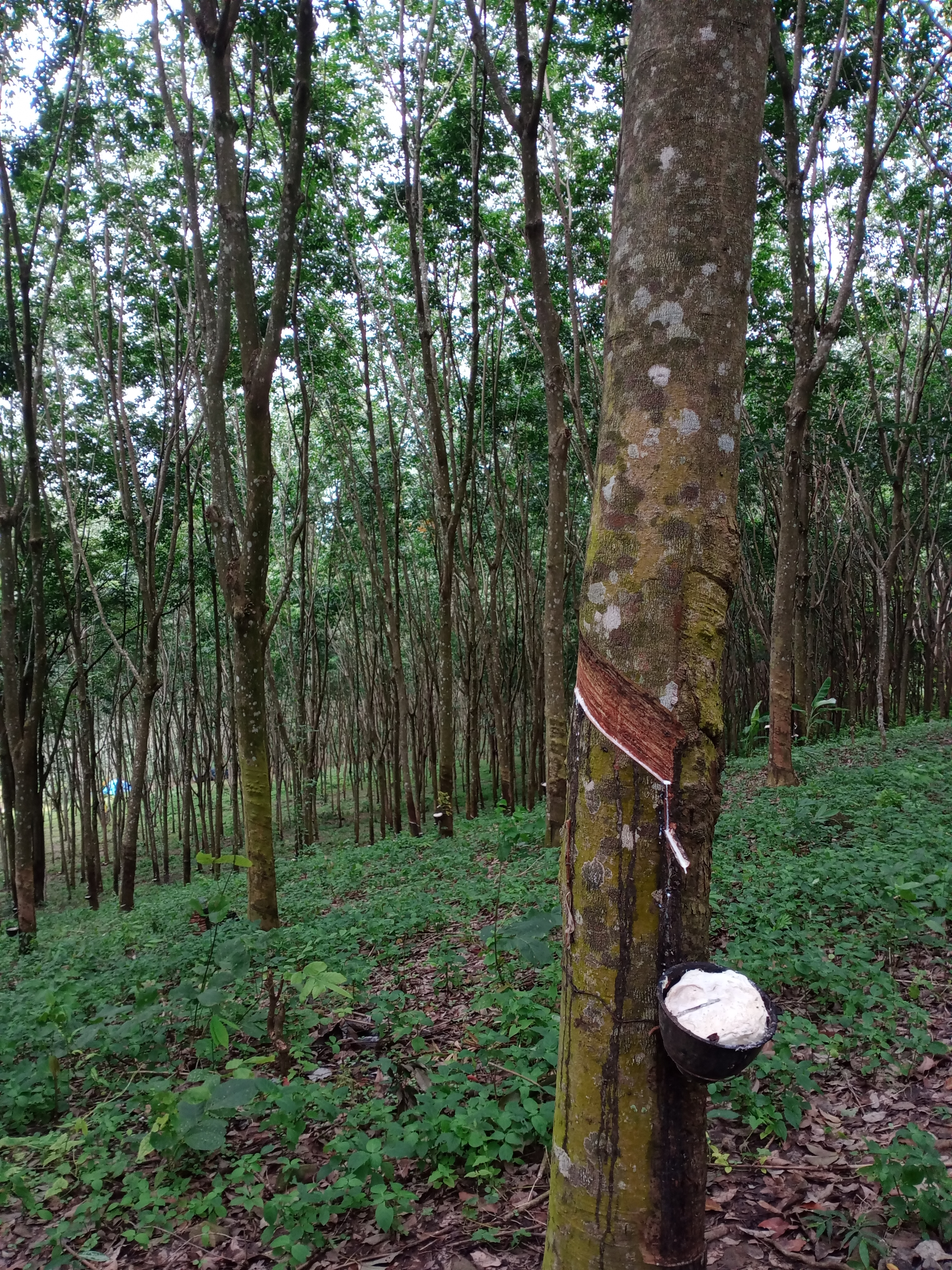 ที่ดิน อ.โป่งน้ำร้อน จ.จันทบุรี 17