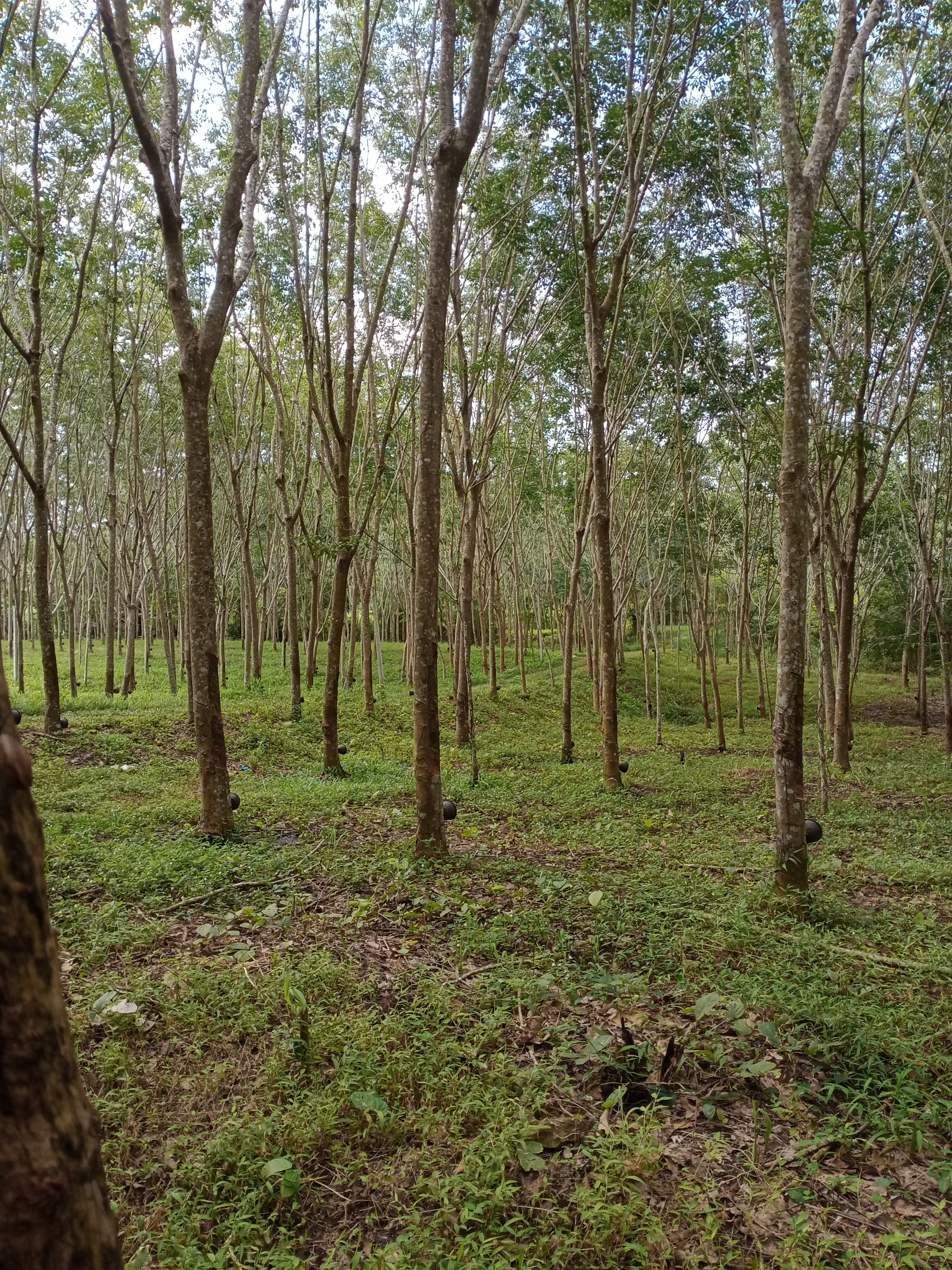 ที่ดิน อ.โป่งน้ำร้อน จ.จันทบุรี 3