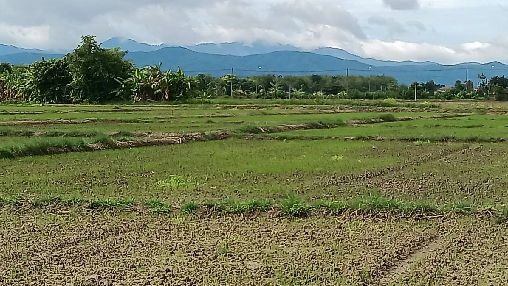 ขายที่ดินว่างเปล่า(ที่นาเกษตรกรรม) เนื้อที่ 12 ไร่   ตำบลดอนมูล อำเภอสูงเม่น จังหวัดแพร่ ติดถนน 3 ด้าน 7