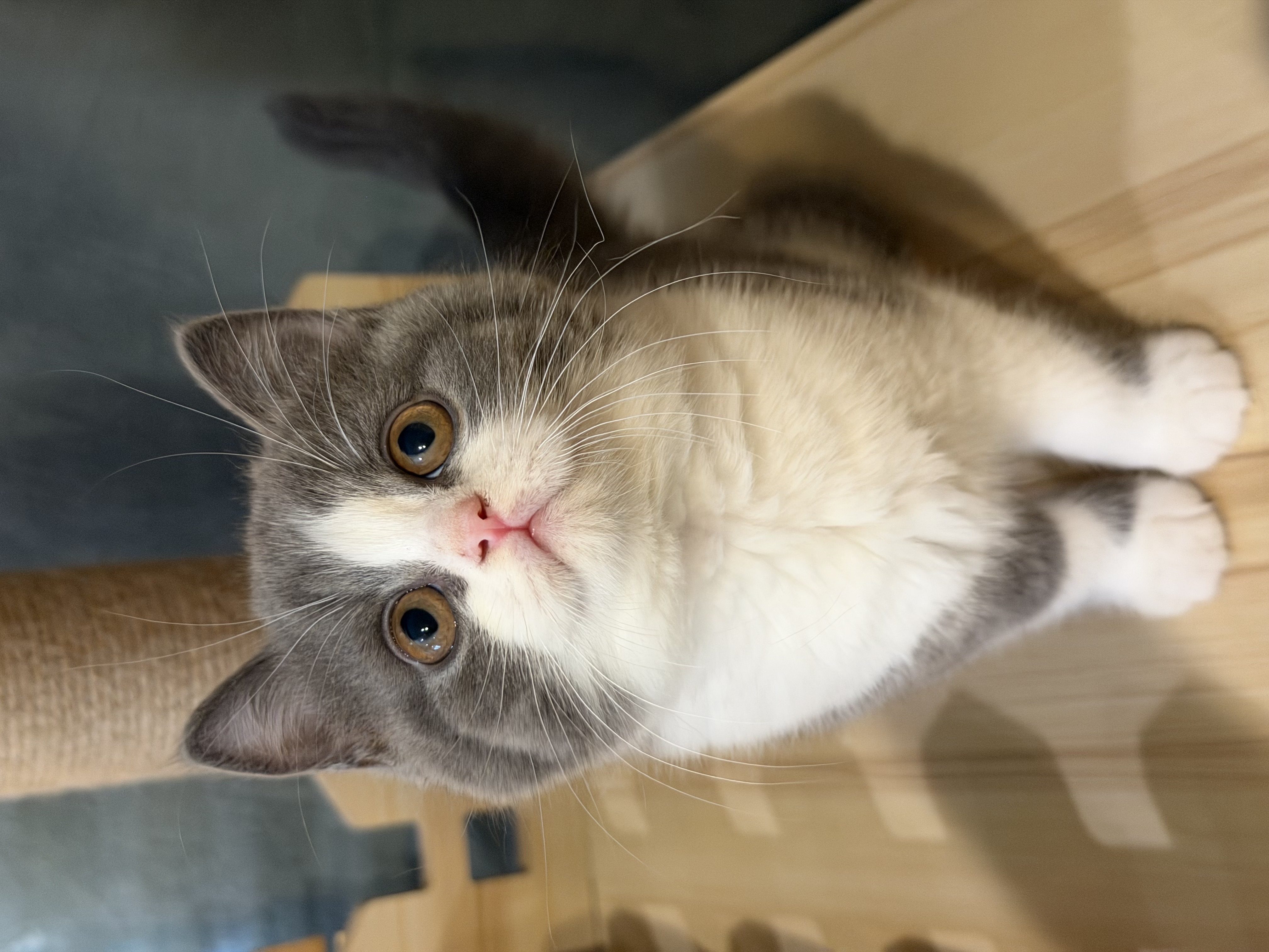 แมวบริติชสายเลือดแชมป์