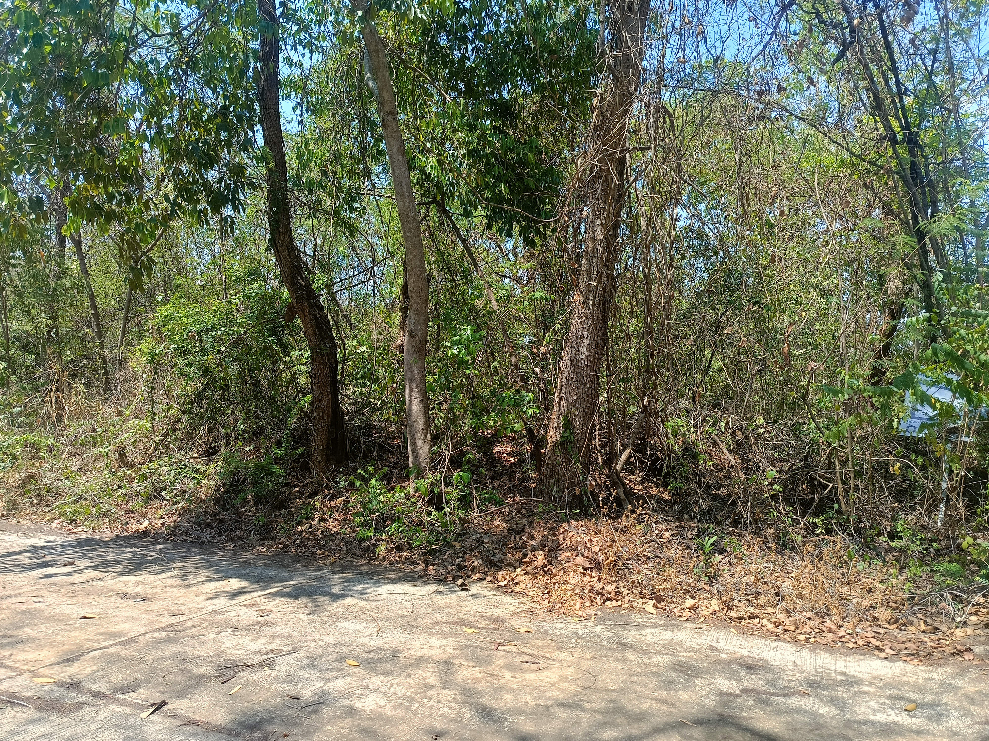 ขายที่ดิน อ.มวกเหล็ก 296 ตร.วา 6