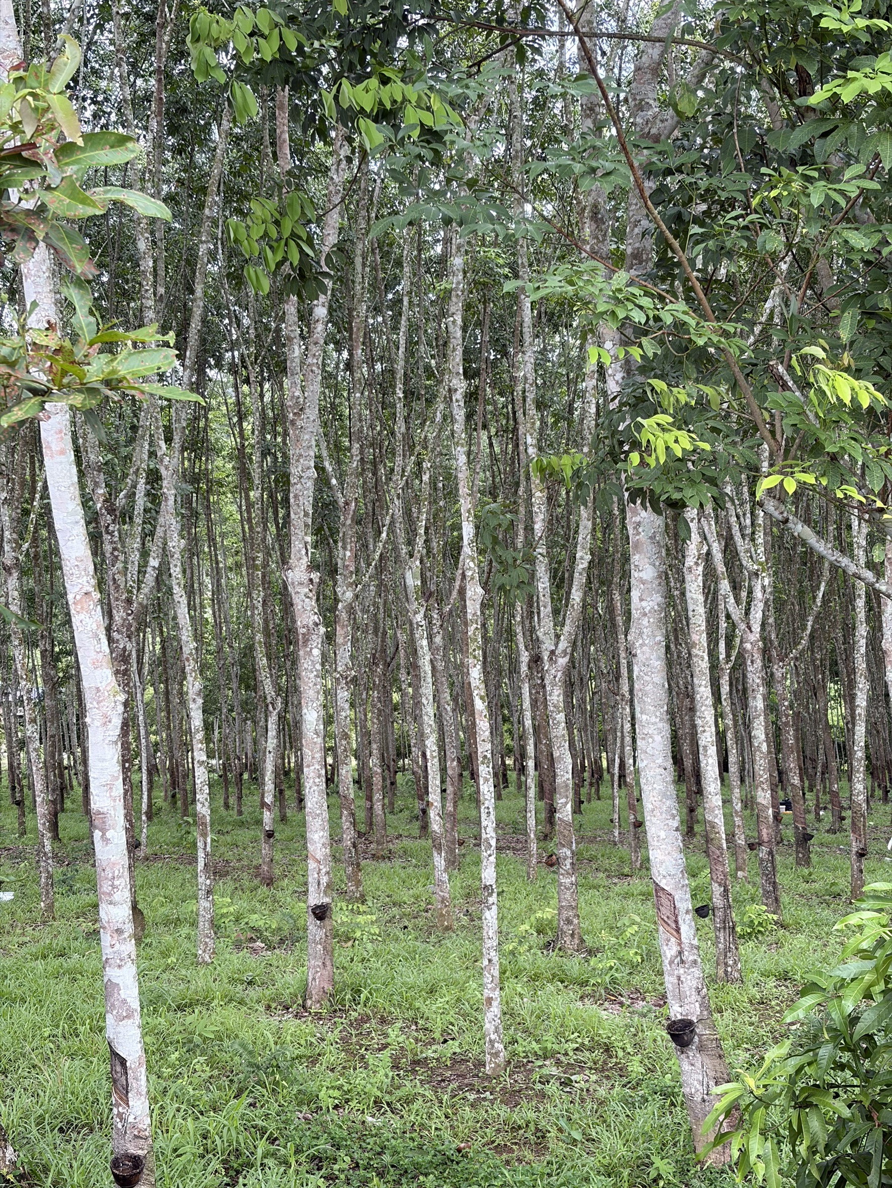 ขายที่ดินจันทบุรีพร้อมสวนยางพร้อมกรีด 3 ไร่ 4