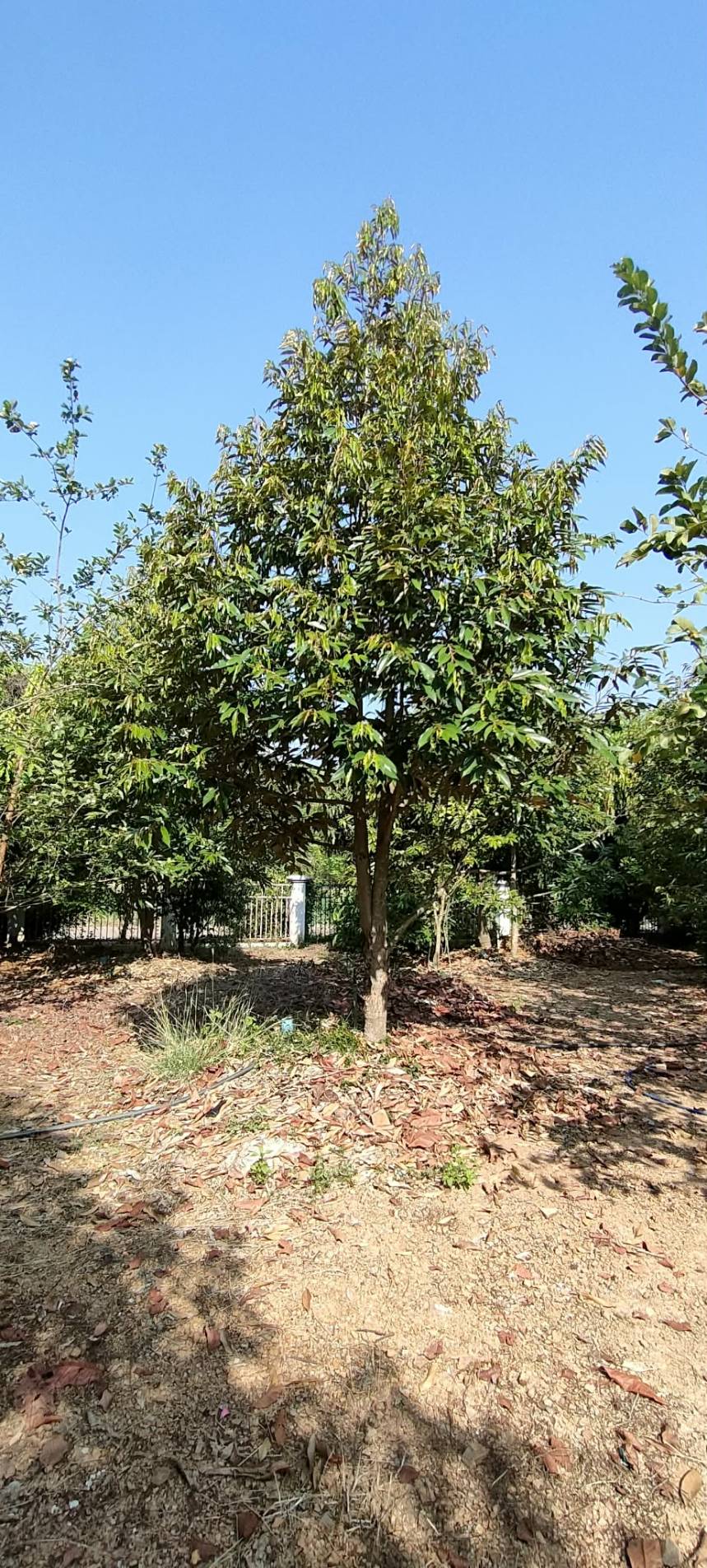 BUSINESS RESORT FARM OF FRUITS of various of Thai Fruits , area 16,164 sqmขายกิจการห้องพักและสวนผลไม้ไทยฉ่ำๆ ชนแดน เพชรบูรณ์ 10 ไร่ 4