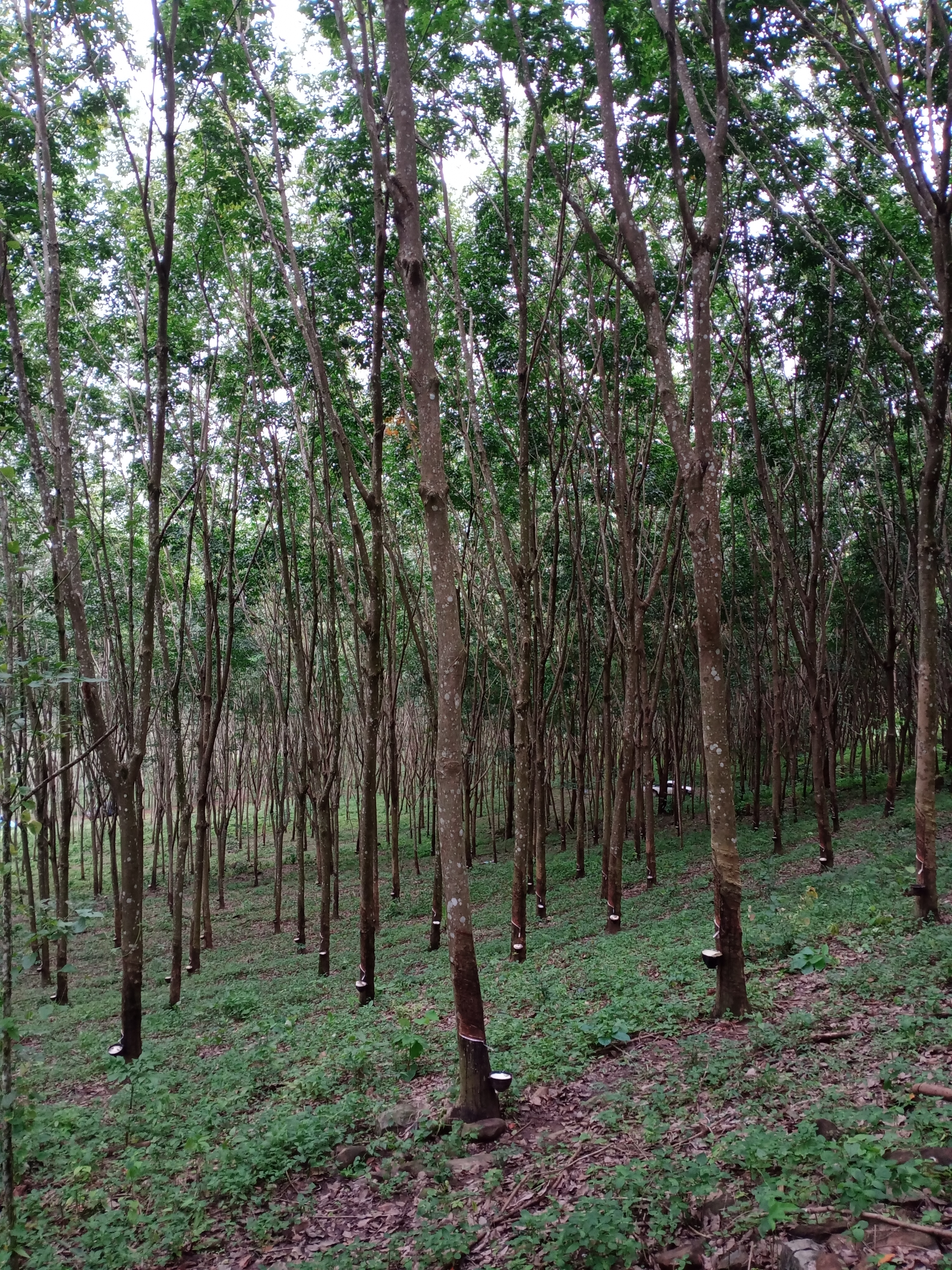 ที่ดิน อ.โป่งน้ำร้อน จ.จันทบุรี 19