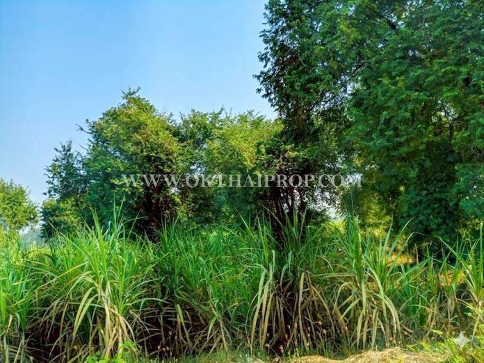 ที่ดินสวย 2 แปลง ใกล้โรงพยาบาลบึงสามัคคี อ.บึงสามัคคี จ.กำแพงเพชร 6