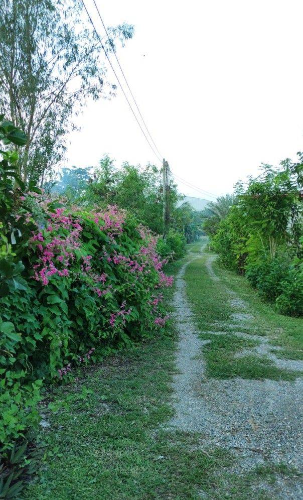 ขายที่ดิน อ.บ้านโป่ง  จ. ราชบุรี 6 ไร่ พร้อมบ้าน 3 หลัง 11