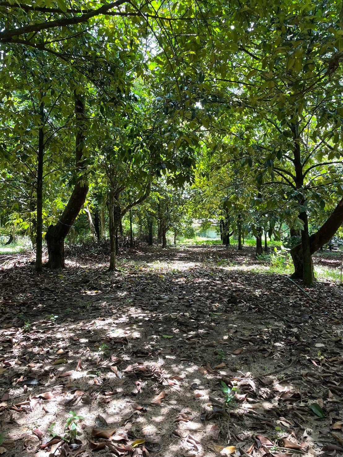 ที่ดิน 8.5 ไร่ ริมถนนสุขุมวิท ต.คลองนารายณ์ อ.เมือง จ.จันทบุรี 8