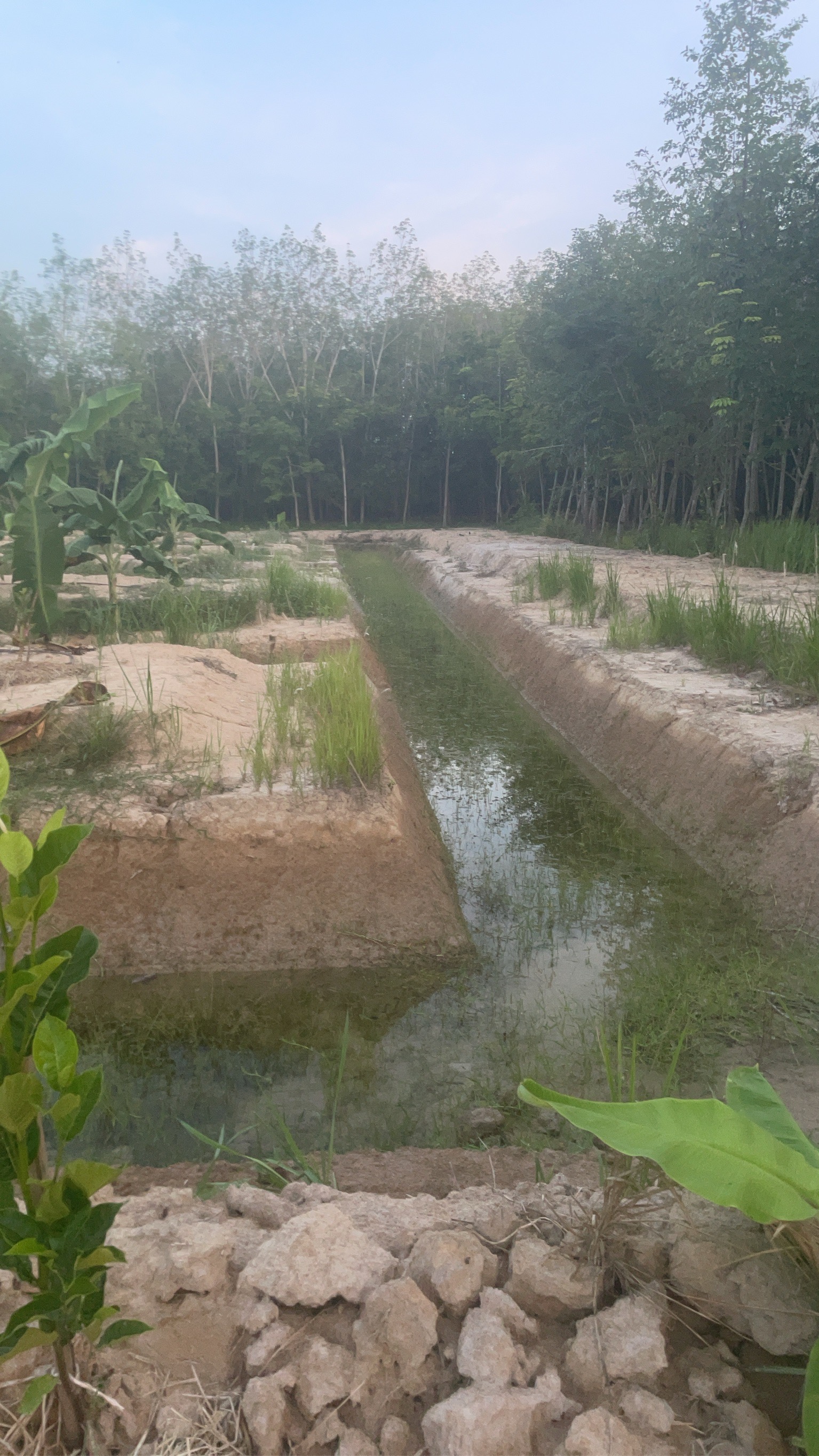 บ้านพร้อมสวน เกษตร ผสมผสาน 16