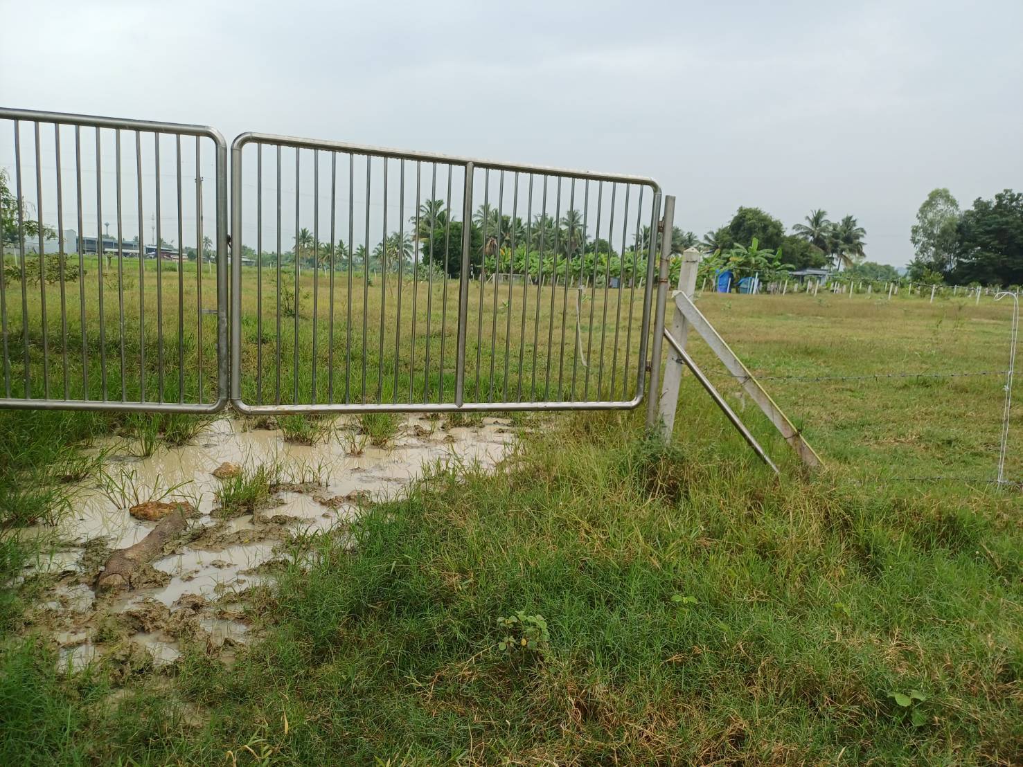 ขายที่ดิน 4 ไร่  ต. เขาขลุง  อ. บ้านโป่ง  จ.ราชบุรี ถมแล้ว+มีรั้ว ติดถนน 2 ด้าน ใกล้แหล่งชุมชน 11