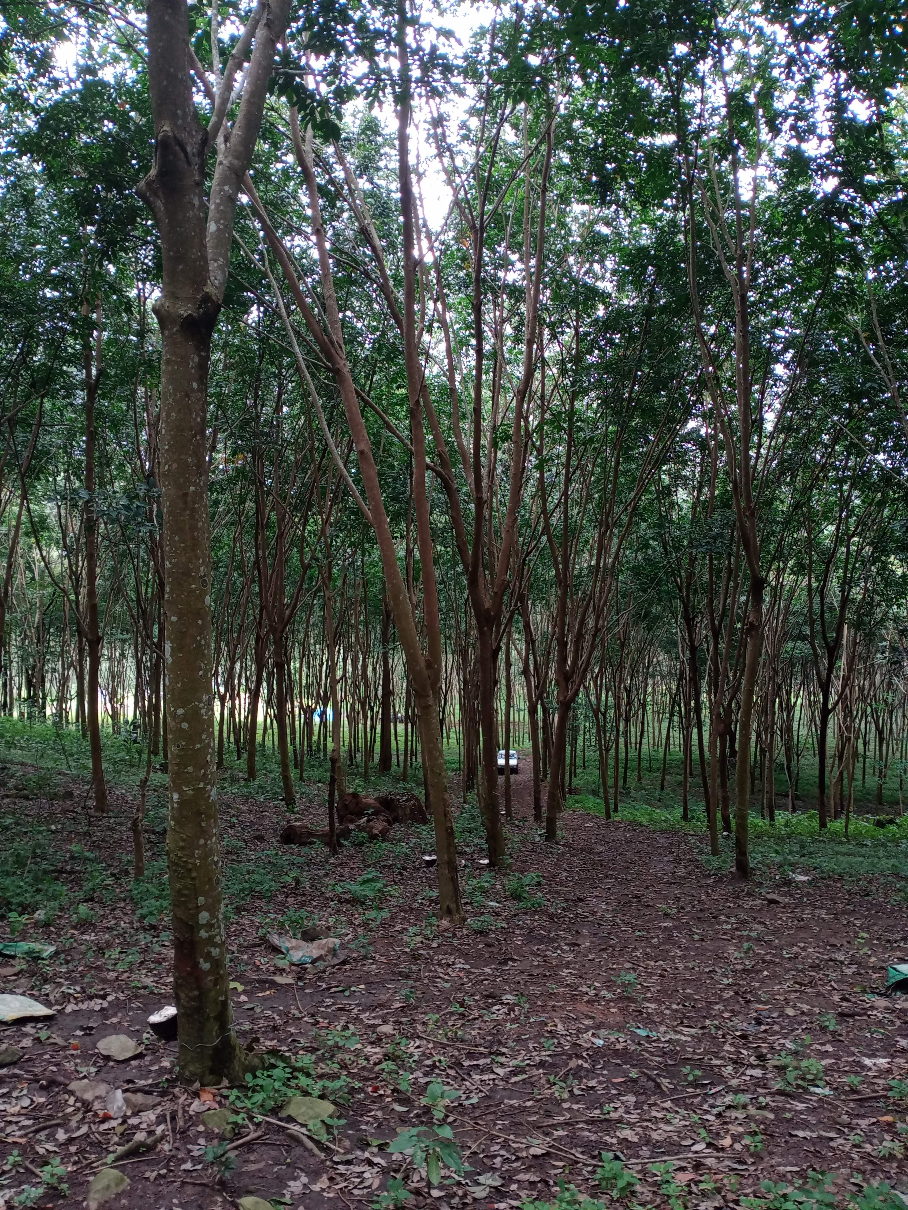 ที่ดิน อ.โป่งน้ำร้อน จ.จันทบุรี 13