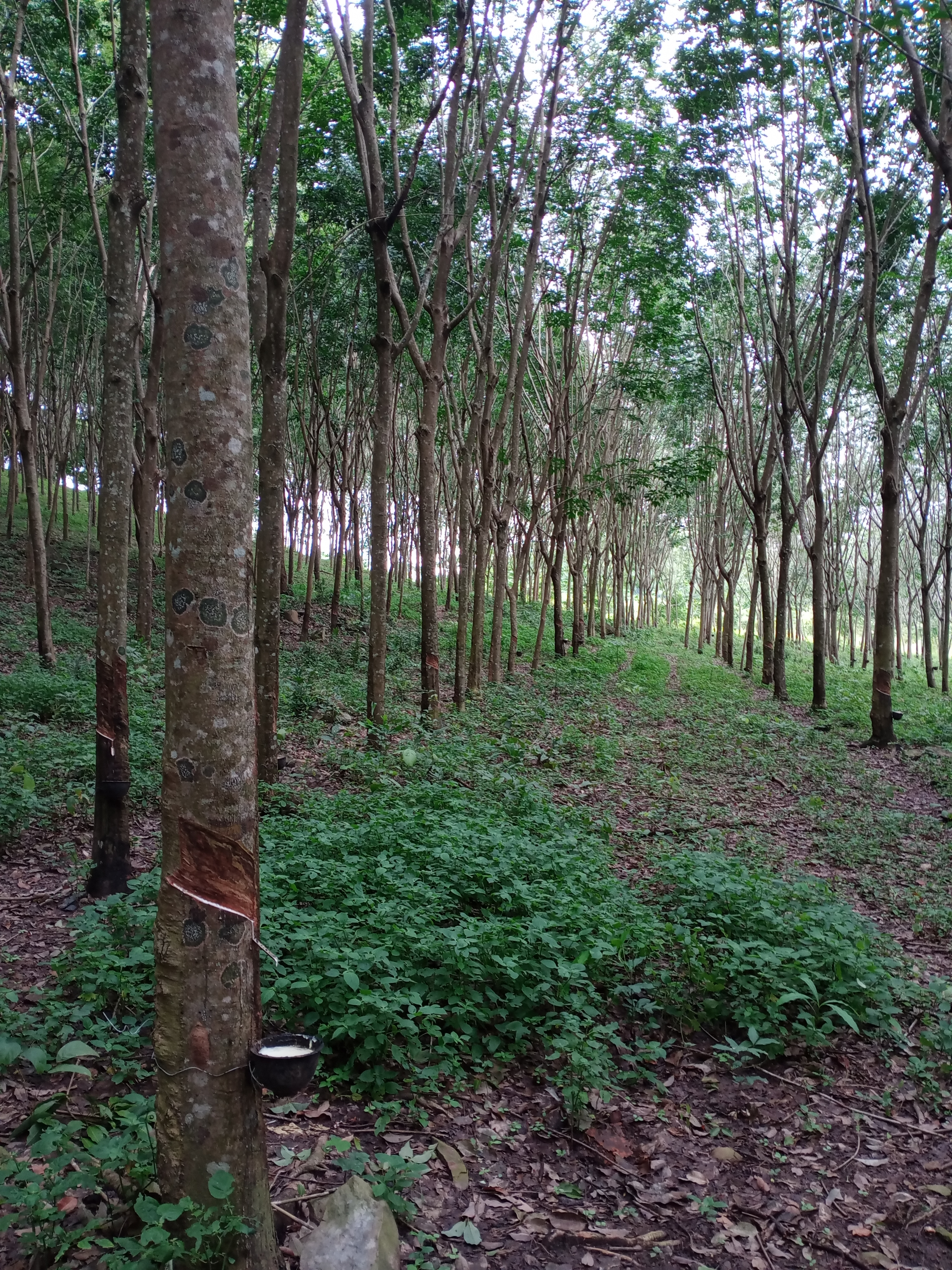 ที่ดิน อ.โป่งน้ำร้อน จ.จันทบุรี 11
