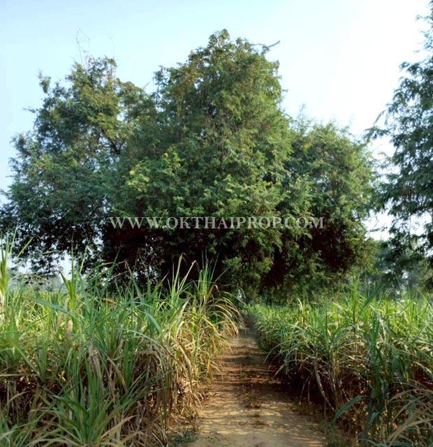 ที่ดินสวย 2 แปลง ใกล้โรงพยาบาลบึงสามัคคี อ.บึงสามัคคี จ.กำแพงเพชร 4