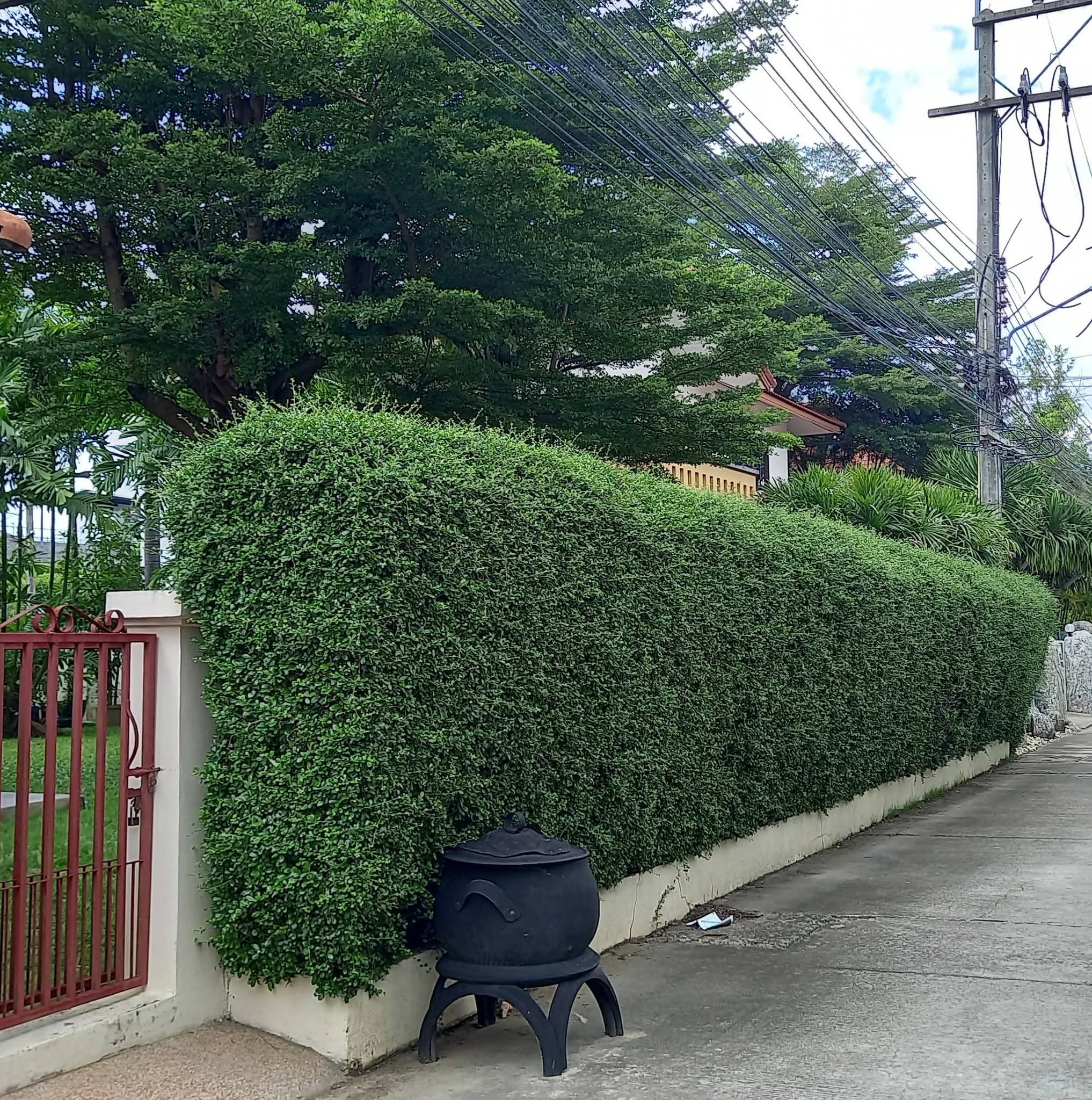 บ้านเดี่ยว2ชั้นบนที่ดิน 121 ตรว.4ห้องนอน 3ห้องน้ำใกล้เซนทรัลเฟสติวัล ตลาดสามแยก รวมโชค รพ.กรุงเทพ รพ.แมคคอร์มิค บ้านร่มรื่นมากๆส 7