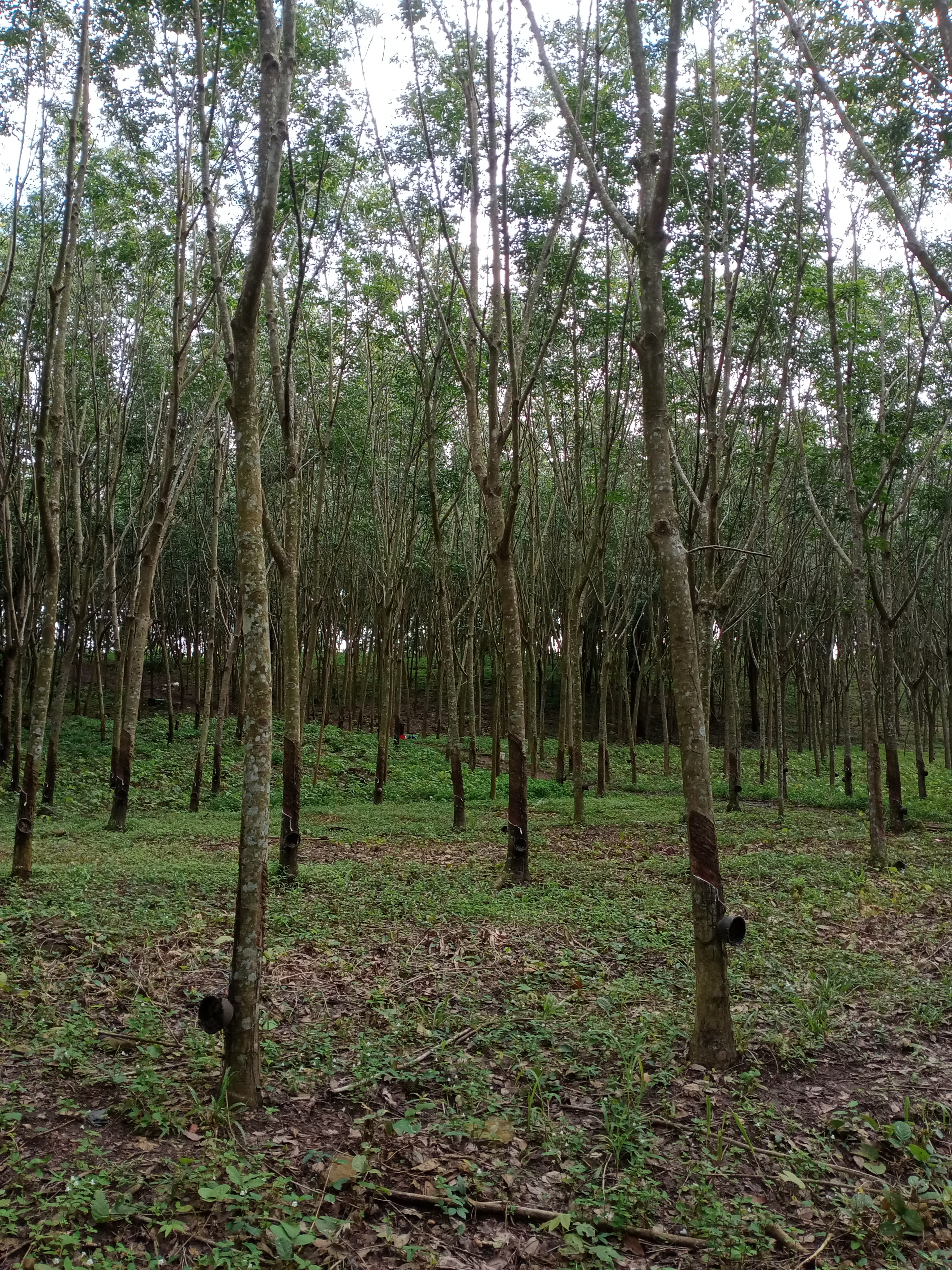 ที่ดิน อ.โป่งน้ำร้อน จ.จันทบุรี 4