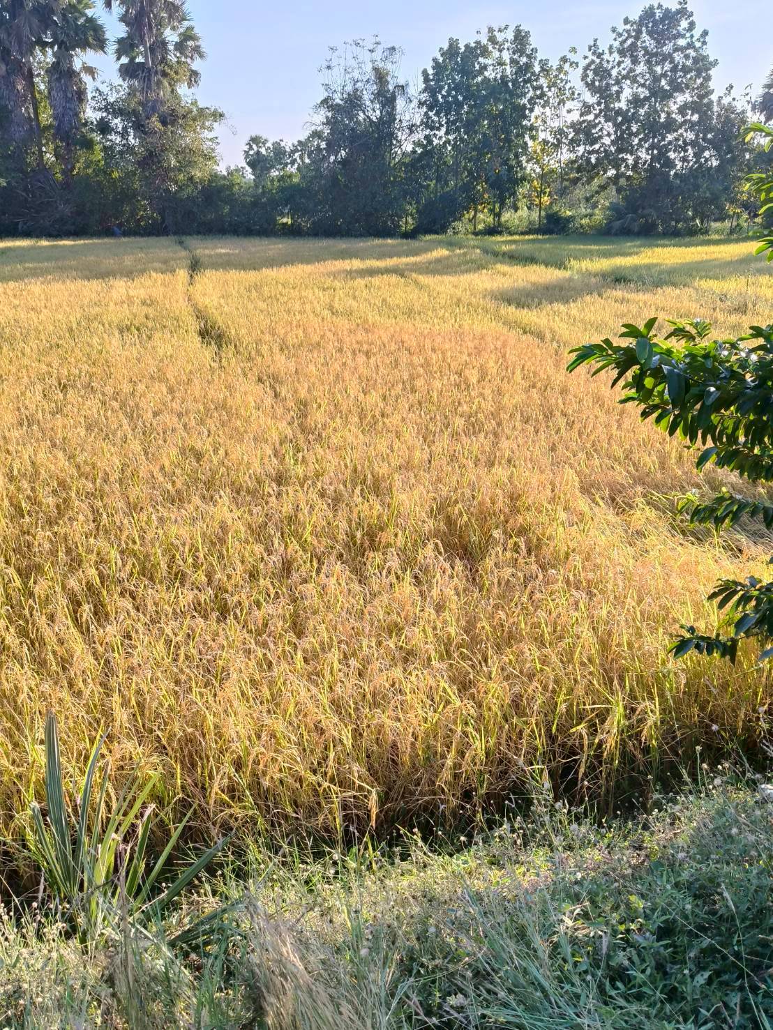 ที่เปล่า อ.เขาย้อย จ.เพชรบุรี 3