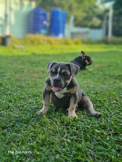 American bully แท้มีใบเพ็ดครับ
