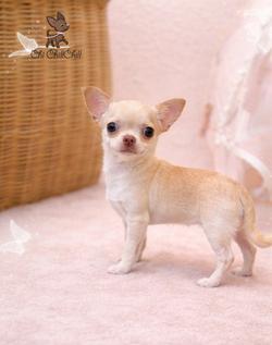 ⭐(chichillchill)ชิวาวาขนสั้นสีครีมเพศเมีย