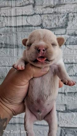 ลูกเฟรนบูลด็อกน่ารักๆ
