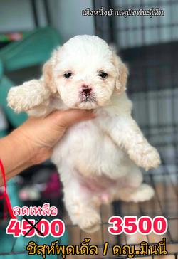 ด่วน !! 4500 ลดเหลือ 3500 พุดเดิ้ลผสมชิสุห์ ญ.พร้อมย้าย