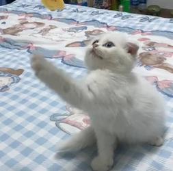 สก็อตติชสีขาว หูพับ ตาสองสี