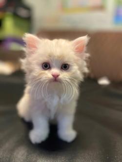 แมวขาว-(ชาย)2เดือน พร้อมย้ายบ้าน