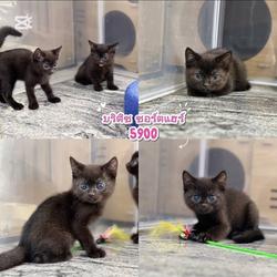 British Shorthair Cat