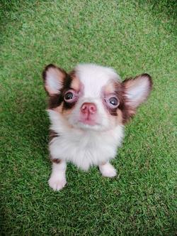 ชิวาว่าแท้ขนยาวสีช็อค ชาย