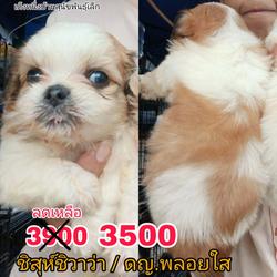 **ด่วน** 3900 ลดเหลือ 3000/3500 ชิสุห์ชิวาว่า  ไซส์เล็ก พร้อมย้าย