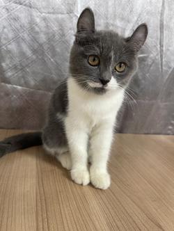 คนขายเลี้ยงเองครับ น้องแมวพันธุ์ อเมริกันเคิร์ลผสมหิมาลายัน เพศหญิง ( หูบิน ) พร้อมฉีดยา