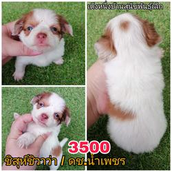 ลูกสุนัขชิสุห์ผสม พร้อมย้าย