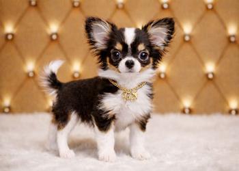 🇹🇭Tiny(ทีคัพสวีทโฮม)