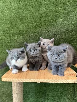 ลูกแมว British Shorthair ใบเพ็ด BCT