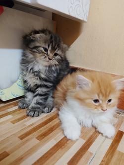 น้องแมวสก๊อตติสโฟลด์