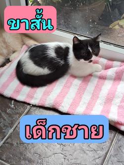 เด็กชาย มันช์กิ้น ลานนมวัว อายุ2เดือน