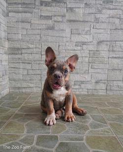 exotic bully (เอ็กโซติก บูลลี่) มีใบเพ็ดครับ