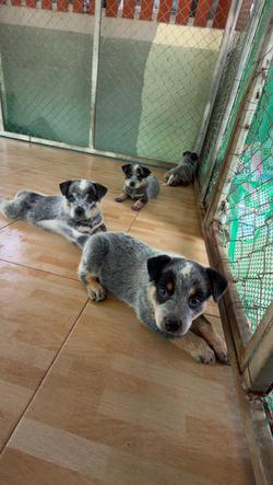 Australian Cattledog